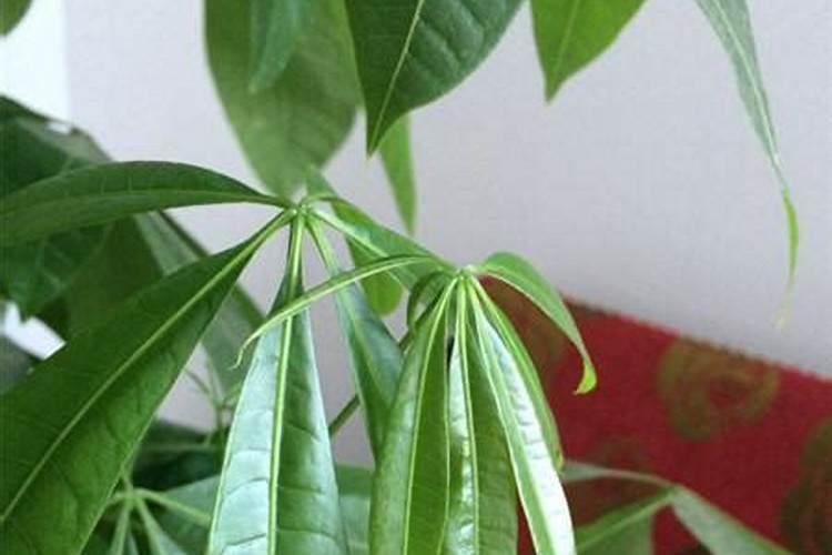 天堂鸟叶子下垂变软