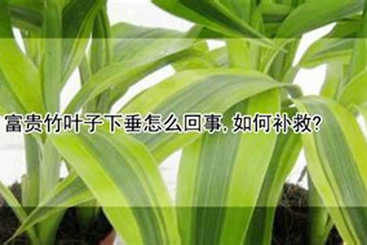 春羽叶子下垂怎么办