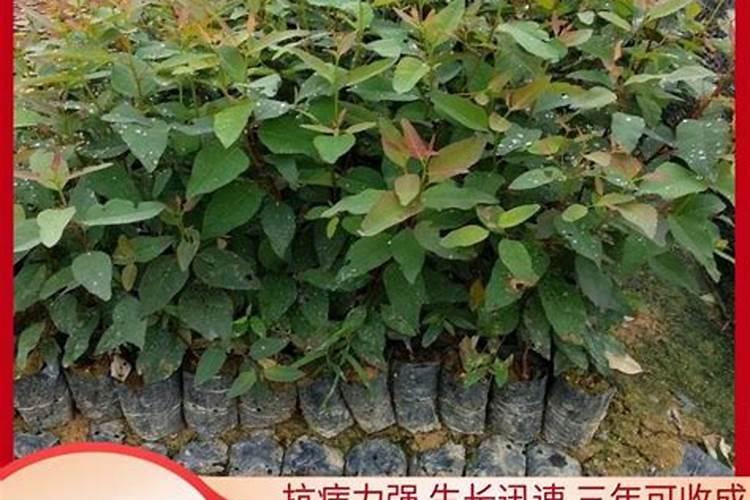 桉树专用基肥和桉树专用追肥有什么不一样的？