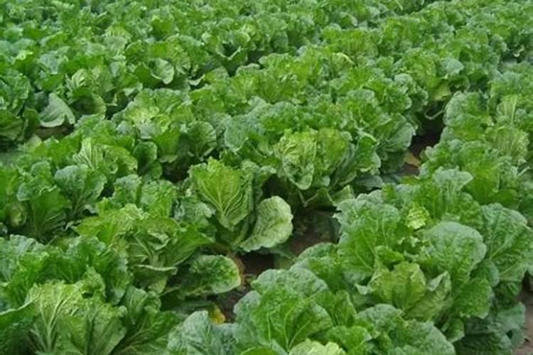 种青菜用什么肥料好
