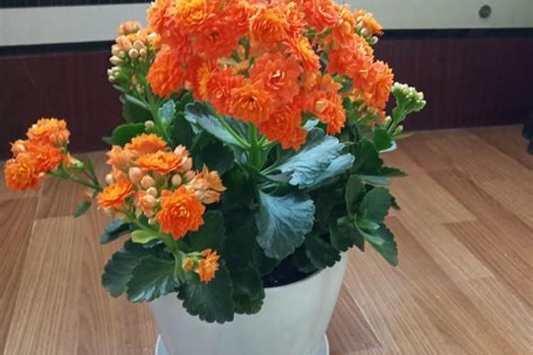 长寿花开花时能施肥吗