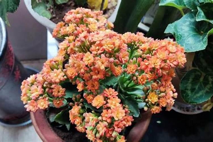 长寿花长花苞后怎么养护？