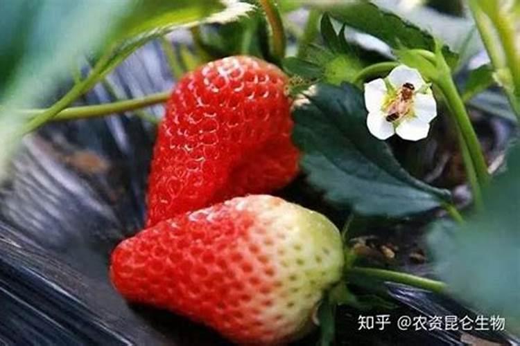 硼肥对油菜的作用及施用方法花卉百科