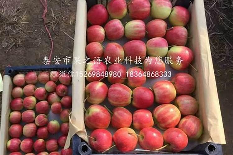 苹果种植挂果树,施肥方法有哪些？