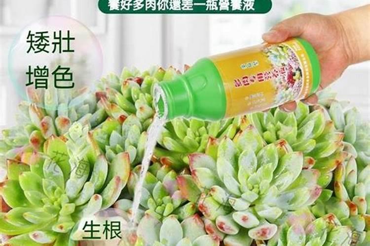 多肉植物用什么肥料最好