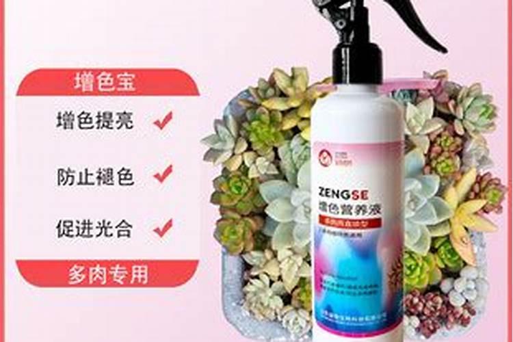 春萌多肉的养殖方法和注意事项