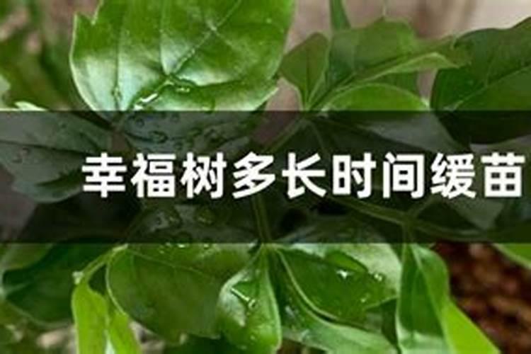 急救,石斛浇多水烂根要怎么挽回