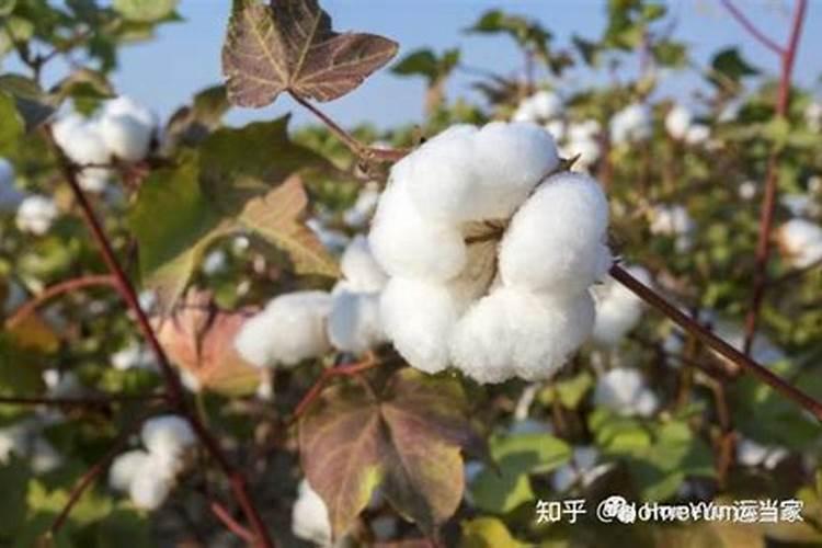 棉花种植注意事项是什么 棉花应该怎么养殖