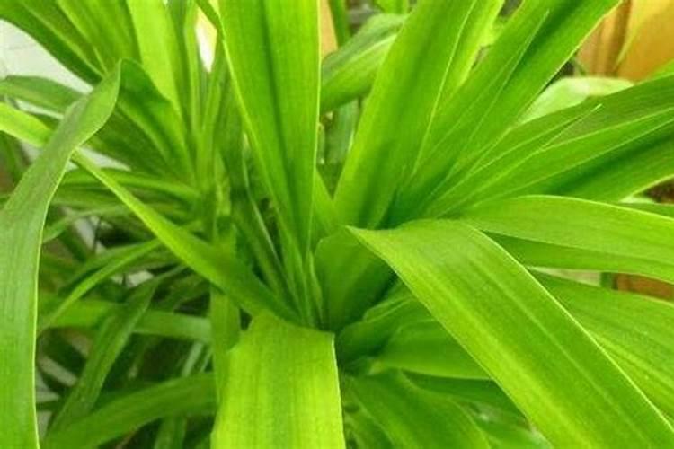 龙须树浇什么肥料合适
