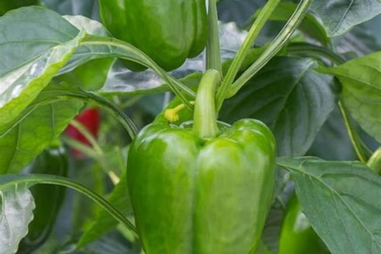 黄瓜生物制剂喷洒黄瓜秧可延长寿命用什么生物制剂