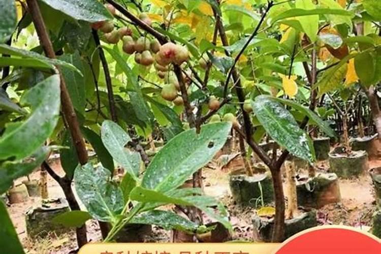 台湾种植莲雾的生物液体肥配方