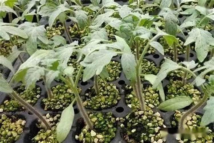 芸乐收30元与25元一包的区别
