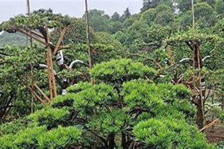 罗汉松如何施肥