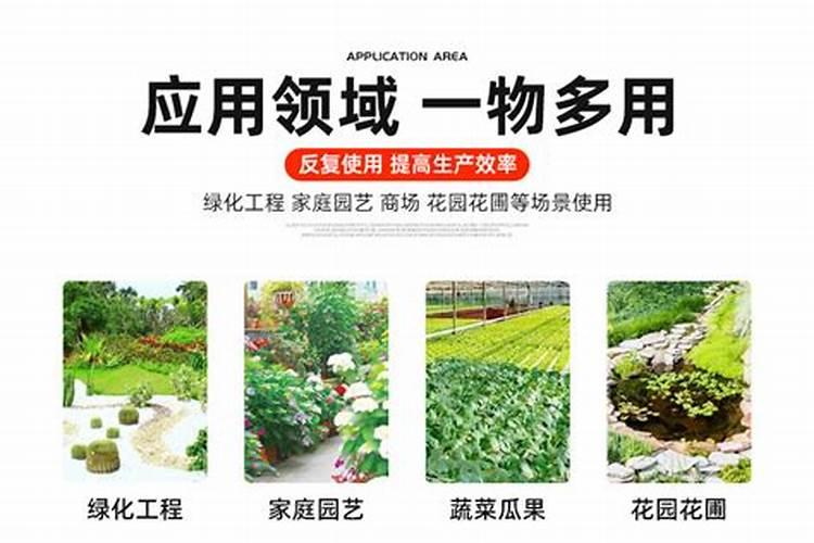 西红柿出现死棵什么原因？