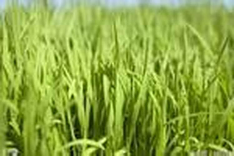 桂花树冬天怎样施肥？