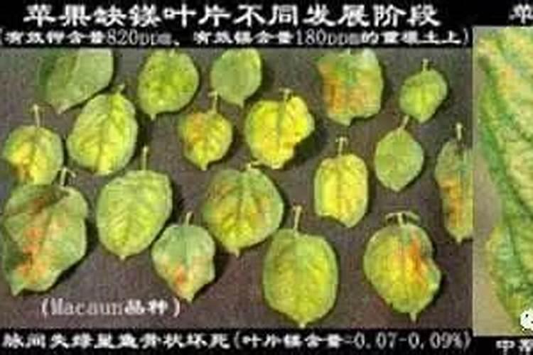 中微量元素肥料有哪些