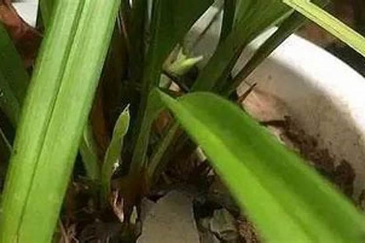 芸苔素加液态氮肥喷施黄瓜秧起什么作用？