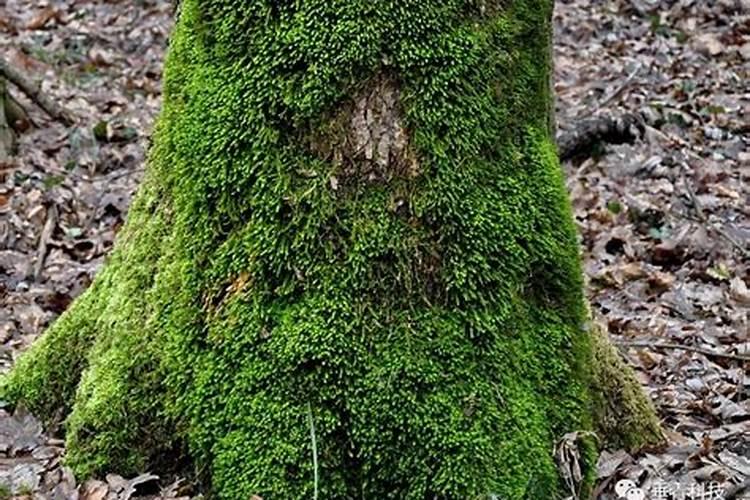 如何有效预防蔬菜大棚内部青苔的生长？