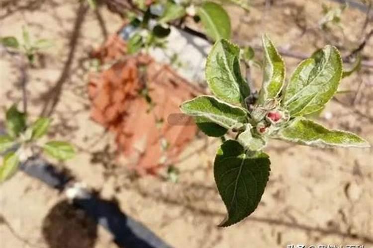能让红薯高产的施肥方法
