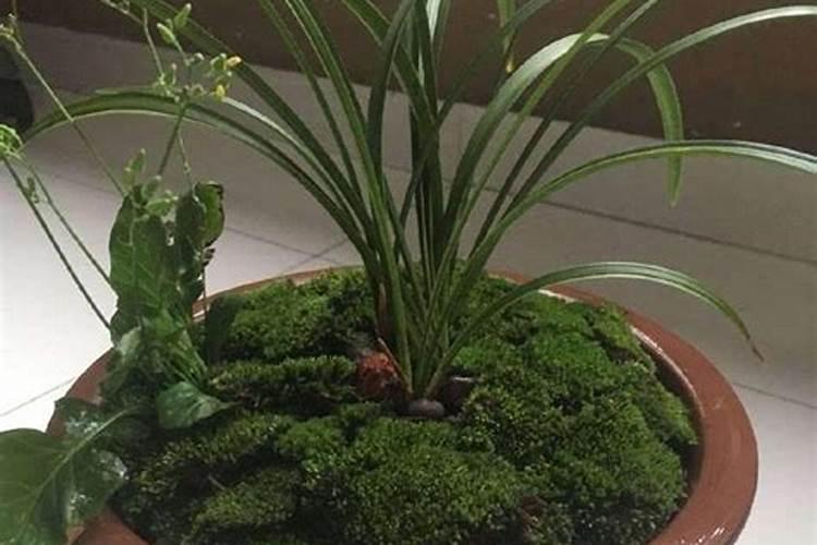 四季兰在长花芽时应怎样浇水和施肥