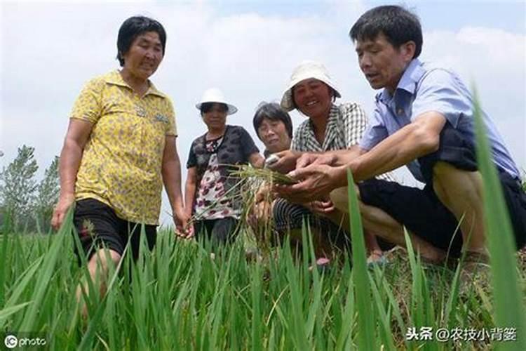 钾肥的最佳使用时间