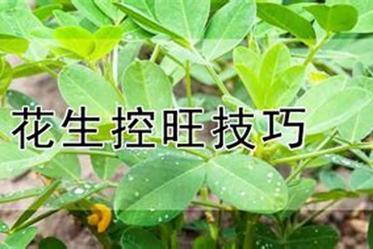 花生需要什么叶面肥