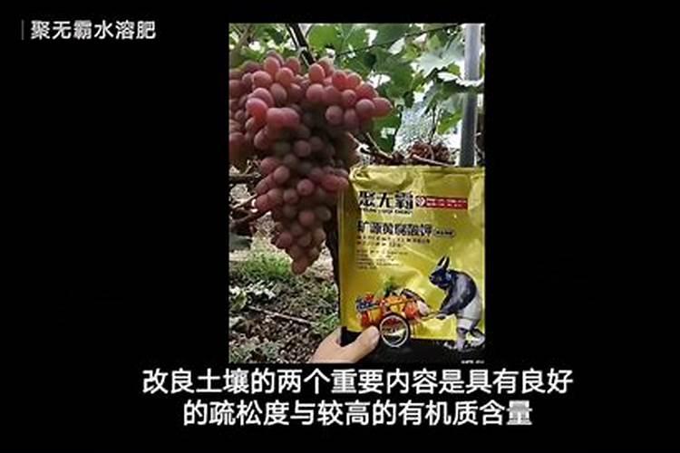 苹果树什么时候用水溶肥,怎么用最好