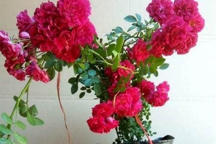 花多多1号是喷还是浇