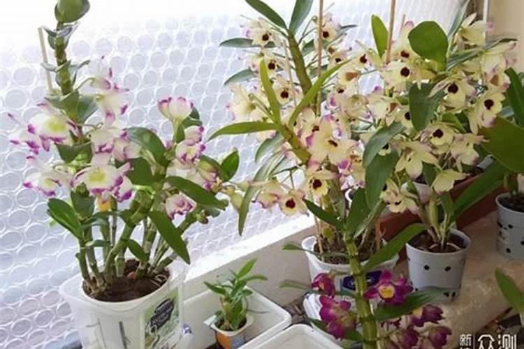 鼓槌石斛怎么养才开花