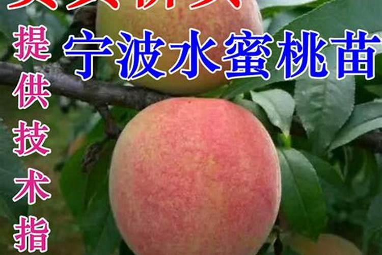 黄桃叶子像被火烧的一样该施什么肥？