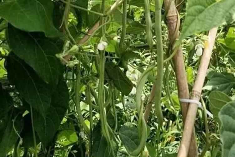 架豆多久施一次肥