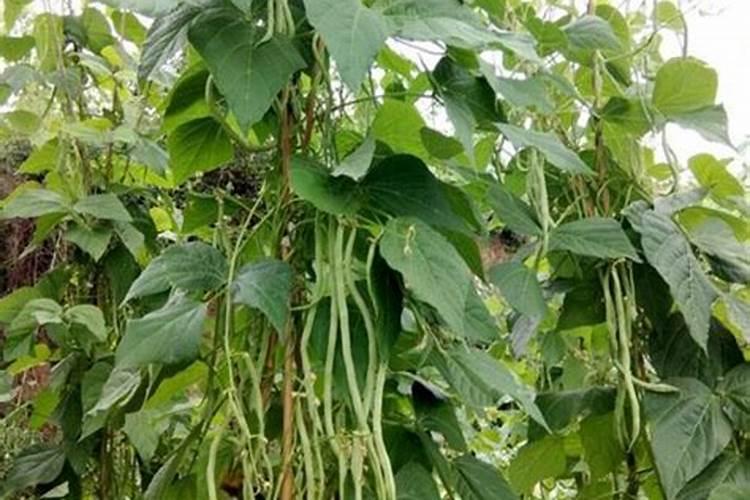 架豆王种植时间和方法