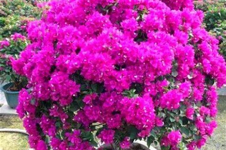 新买的长寿花上盆需不需要浇水,长寿花九月下旬换盆换土可以吗