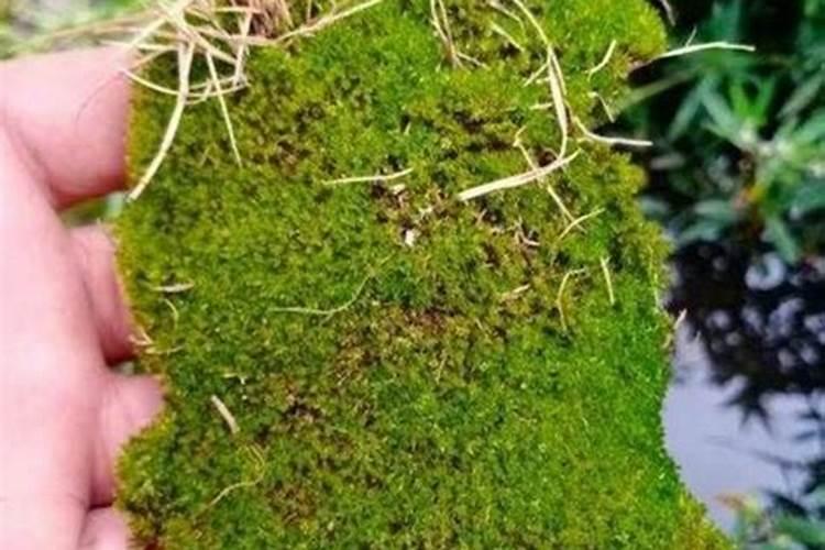 如何处理沙糖桔树干生青苔？