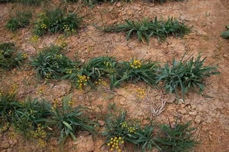 柴胡地追肥用什么肥料