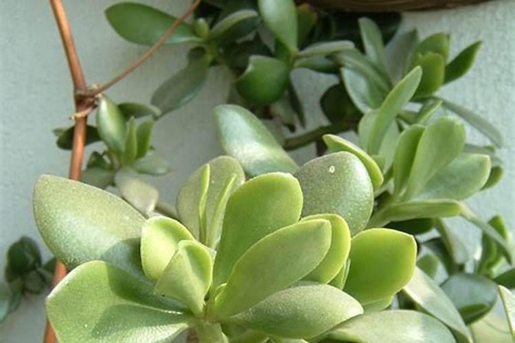 ...开白花,极像白玉兰,但是有肥大的绿叶子,请问什么花？