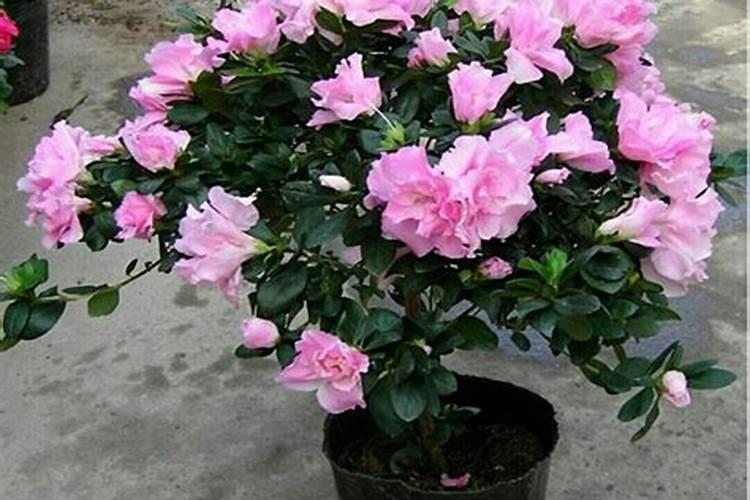 杜鹃花什么时间施肥最好 杜鹃花施肥时间和方法