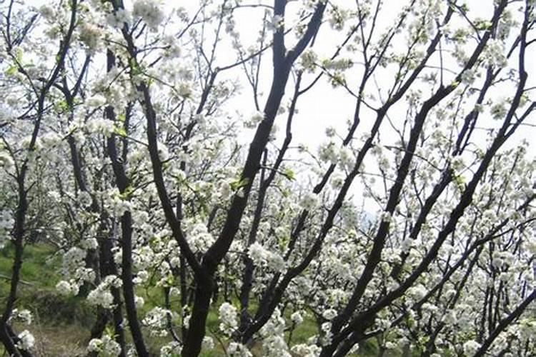 李子树花果期管理技术