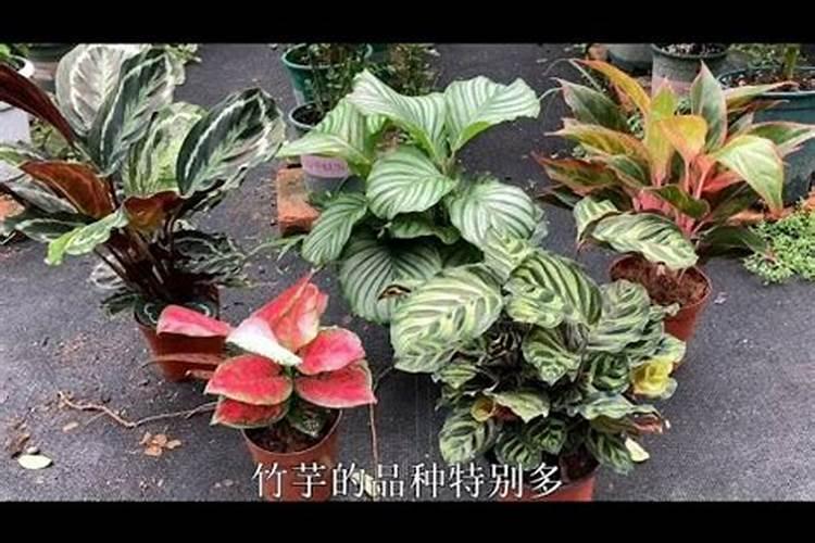 虹彩竹芋如何施肥