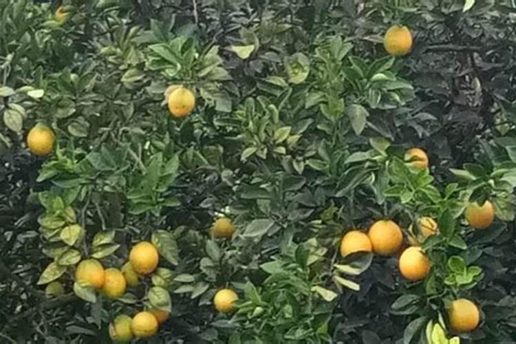 多肉植物用什么肥料复合肥可以吗