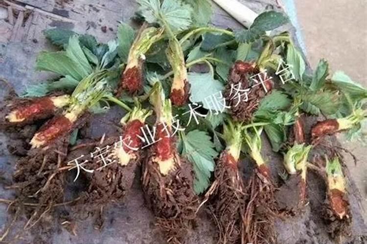 草莓苗子烂根子？