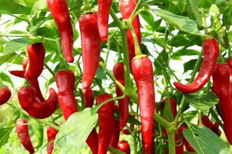 辣椒的种植需要什么肥料