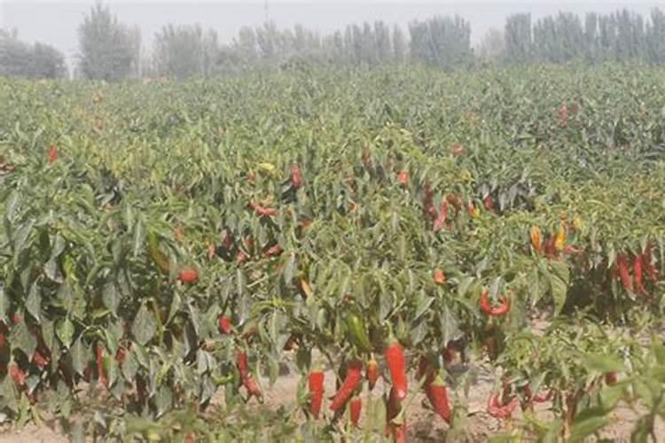 辣椒施肥用什么化肥好,什么时候施肥效果好