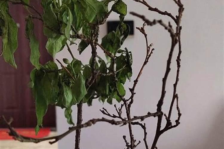 茉莉花换盆换土方法及注意事项 茉莉花换土技巧和禁忌