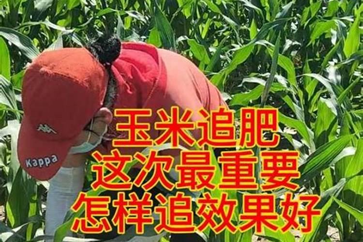 兰花喷什么叶面肥最好