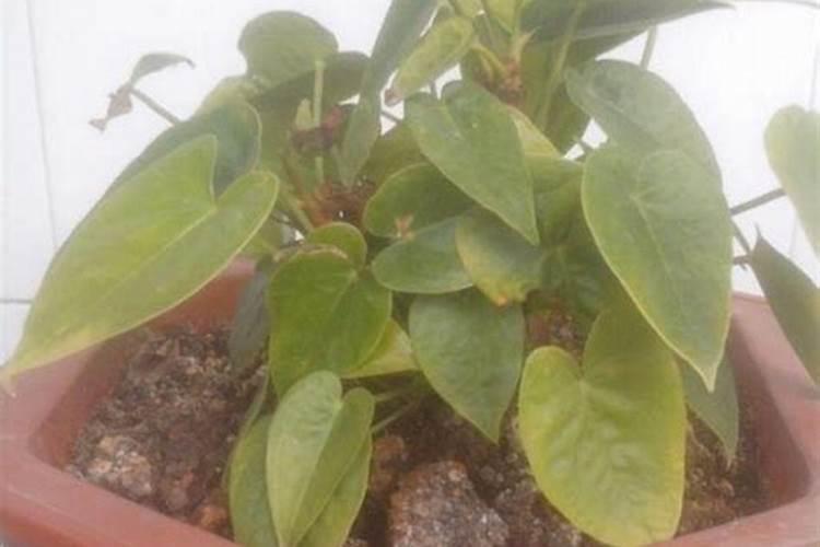 袖珍椰子用什么肥料最好