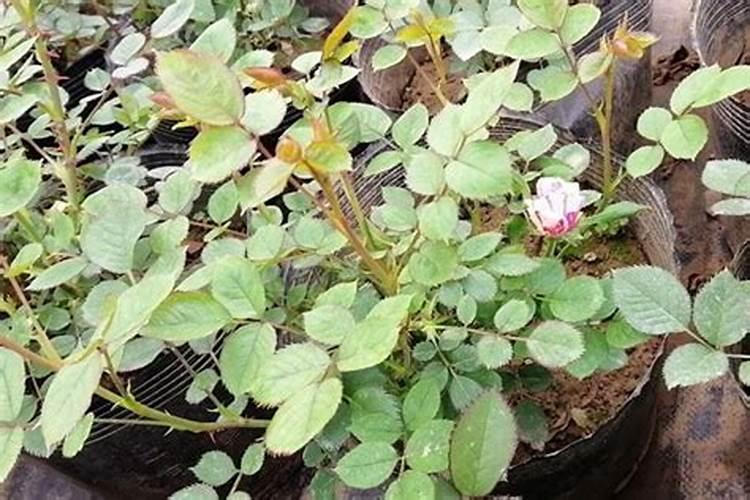 月季花冬季如何施肥效果最好,可以用水溶肥吗？