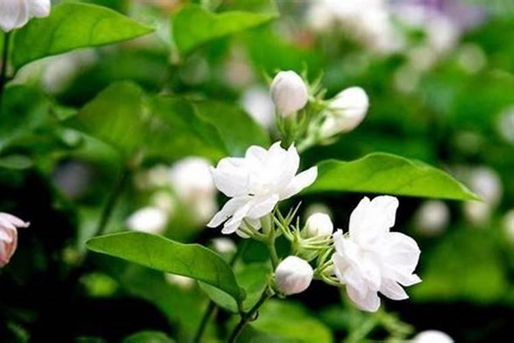 番茄怎样人工授粉？
