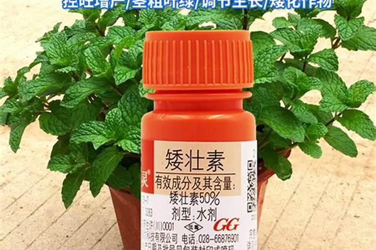 种花草要下什么肥料