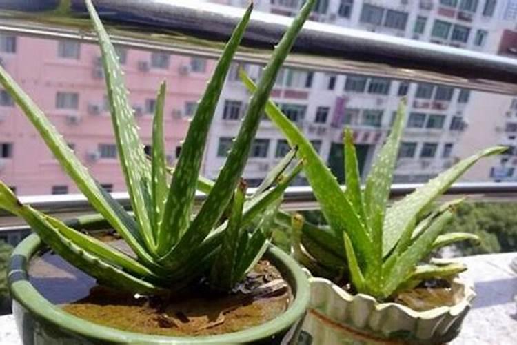香蕉可以做芦荟花肥